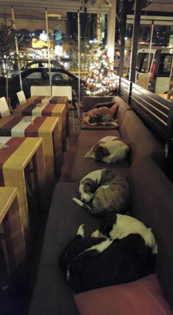 Café στη Λέσβο αφήνει τα αδέσποτα να κοιμούνται μέσα ΔΙΑΚΡΙΣΕΙΣ ΣΤΗΝ ΕΣΤΙΑΣΗ