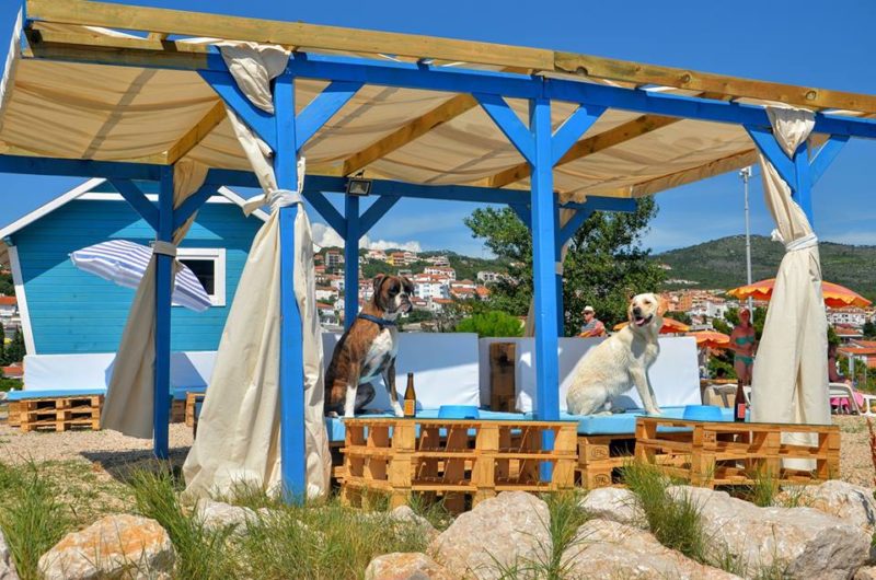 Ένα Beach Bar μόνο για σκύλους! DESIGN